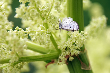 Moth within Flora