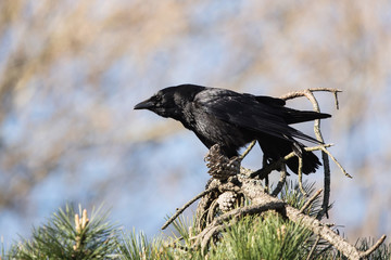Carrion Crow, Crow, Corvus Corone