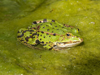 Teichfrosch