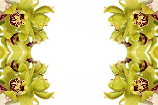 floral collage. green  orchid  on white background