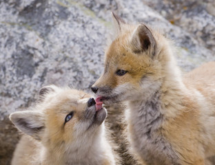 Tongue Tied - Two red fox kits taste each others last meal.