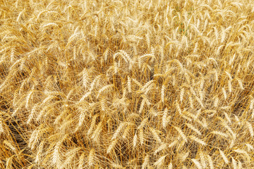 golden harvest field as background