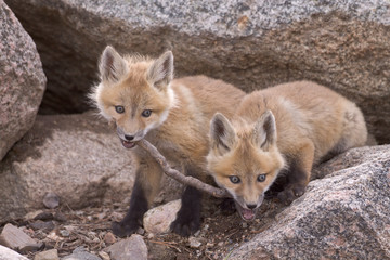 Tug of War - Two red fox kits tussle over who gets to keep the stick.