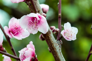 Peach blossom