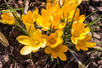 yellow crocuses in spring