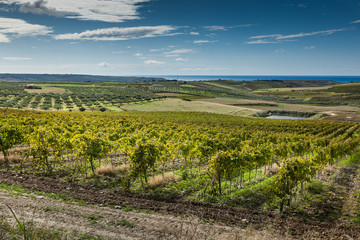 Fototapeta na wymiar Vineyards, province of Trapani in Sicily, italy