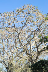 Bird island on the lake of Suchitlan near Suchitoto