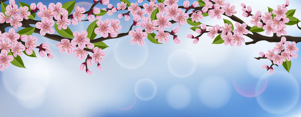 Fototapeta premium Horizontal spring banner with cherry tree branch, flower and leaf, with blue sky in background