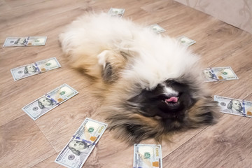 Счастливая собака радуется прибыли в долларах