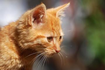 Portrait of a little yellow-orange newborn kitten looking sideways