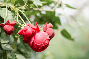 Red rose flower blossom in spring