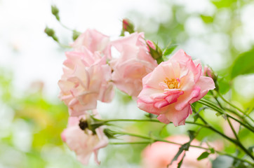 Fototapeta na wymiar Pink rose flower blossom in spring