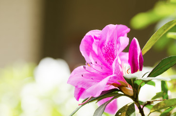 Pink Azalea flower blossom in spring
