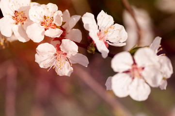 branch of a blooming cherry background