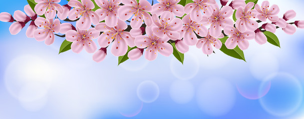 Obraz na płótnie Canvas Spring horizontal banner with pink cherry tree flower, leaf, and blue sky in background