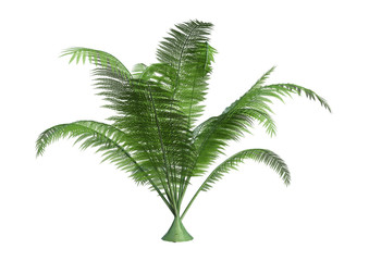 3D Rendering Giant Fern on White