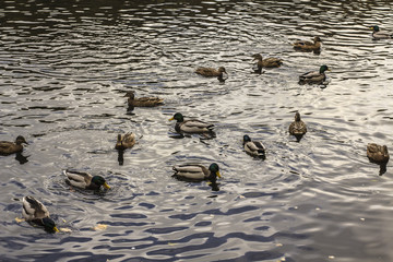 wild ducks swimming on the lake