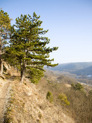 Pinus nigra Kernberghorizontale Jena