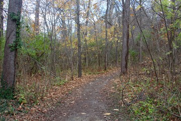 The autumn trail in the forest.