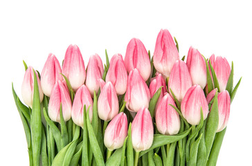 Obraz premium Fresh spring tulip flowers Bouquet pink blooms