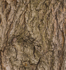 texture of tree bark with moss