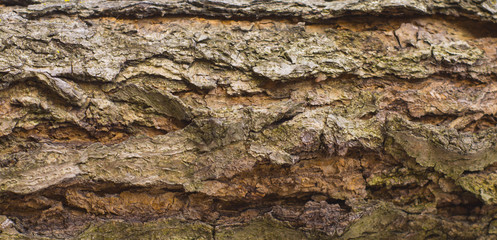 texture of tree bark with moss