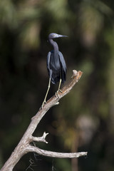 Obraz premium An adult Little Blue Heron perches on a dead tree on a bright sunny day with a darker background.
