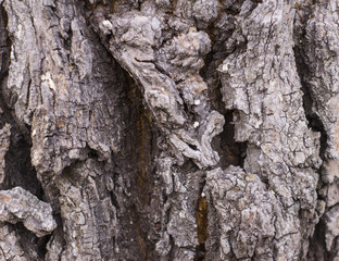 texture of tree bark with moss