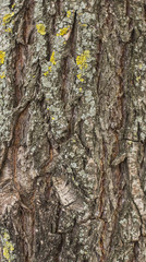 Fototapeta premium texture of tree bark with moss