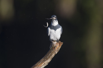 A Belted Kingfisher perches on a dead tree with a minnow in its beak as another fish falls away to the side on a bright sunny day.