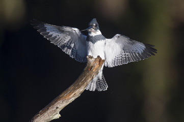 A Belted Kingfisher lands on a dead tree perch with its wings spread wide with a small minnow in its beak.