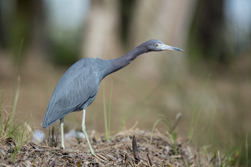 An adult Little Blue Heron stalks along a shoreline hunting for small fish on a sunny day.