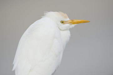 A close up portrait of a Cattle Egret in front of a smooth light background with soft overcast light.
