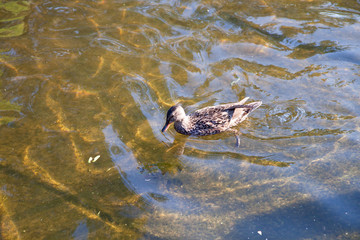 A duck on the water