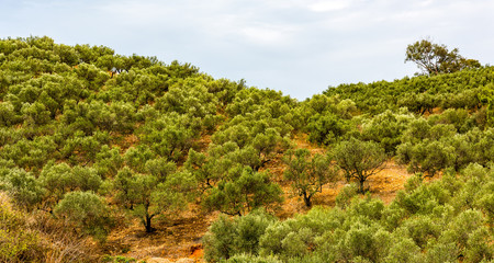 Fototapeta na wymiar Olivenbaumhain, Olivenbäume (Olea europaea)