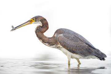 A juvenile Tri-colored Heron stands in shallow water with a small minnow it just caught in its beak with a solid white background.