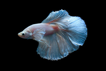 Pink fighting fish isolated on black background
