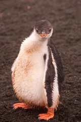 Gentoo penguin chick on Aitcho Islands in Antarctica