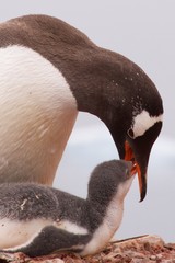 Gentoo penguin feeding baby on Cuverville Island in Antarctica