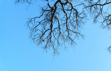 dead tree on blue sky background