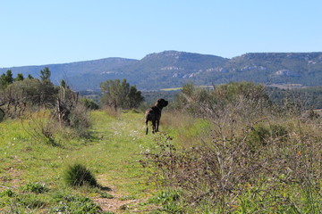 chien cane corso en altitude qui regarde horizon