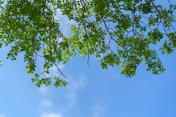 Green leaves against the blue sky