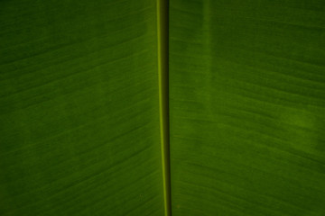 banana leaf