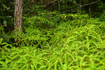 Obraz premium fern big bush