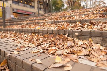 leafs and ladder