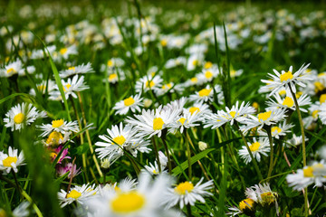 Field of daisies