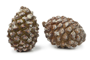 Stone pine cones