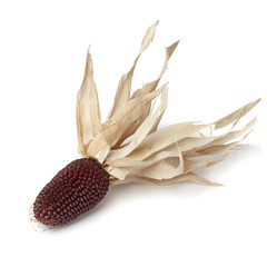  Strawberry Popcorn Corn ear © Picture Partners