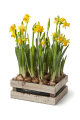  Wooden chest with fresh daffodils