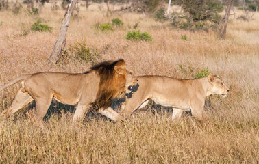 Fototapeta na wymiar Pair of lions hunting at Kruger Narional Park, South Africa